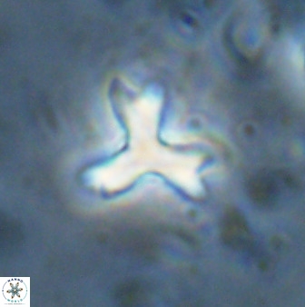 Marthasterites furcatus 33977