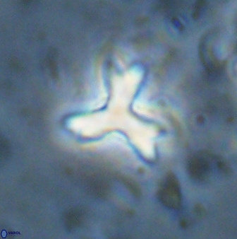 Marthasterites furcatus 33978