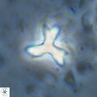 Marthasterites furcatus 33978