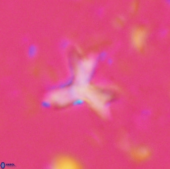 Marthasterites furcatus 33979
