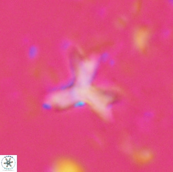 Marthasterites furcatus 33979