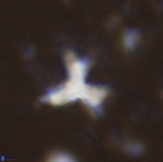 Marthasterites furcatus 33980