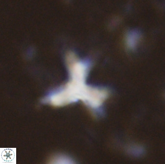 Marthasterites furcatus 33980