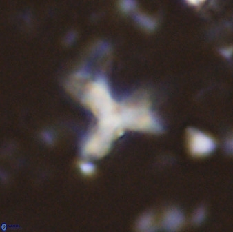Marthasterites furcatus 33982