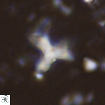 Marthasterites furcatus 33982