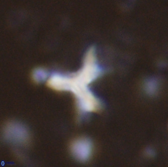 Marthasterites furcatus 33983