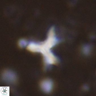 Marthasterites furcatus 33983