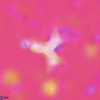 Marthasterites furcatus 33984