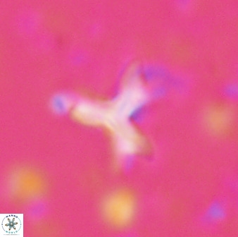 Marthasterites furcatus 33984