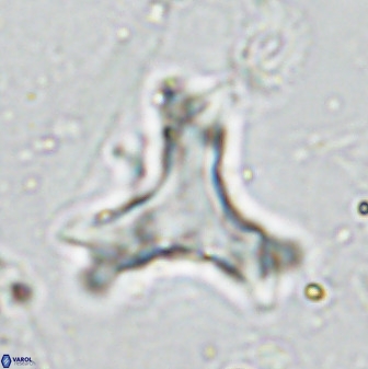 Marthasterites furcatus 33997
