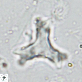 Marthasterites furcatus 33997
