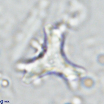 Marthasterites furcatus 33998