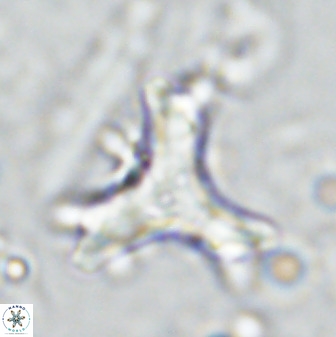 Marthasterites furcatus 33998