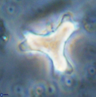 Marthasterites furcatus 34002