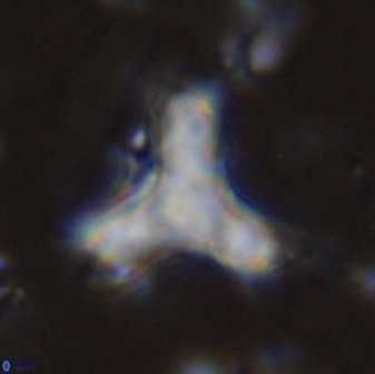 Marthasterites furcatus 34008