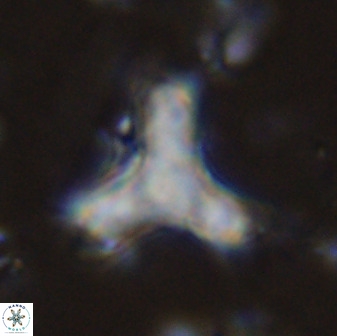 Marthasterites furcatus 34008