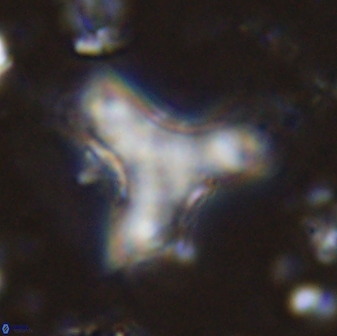 Marthasterites furcatus 34012