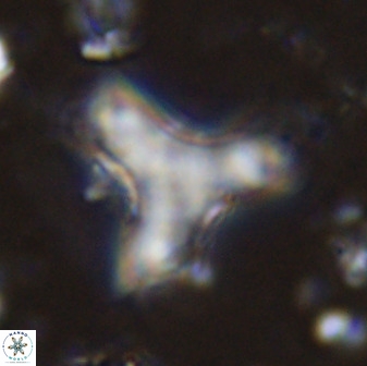 Marthasterites furcatus 34012