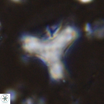 Marthasterites furcatus 34014