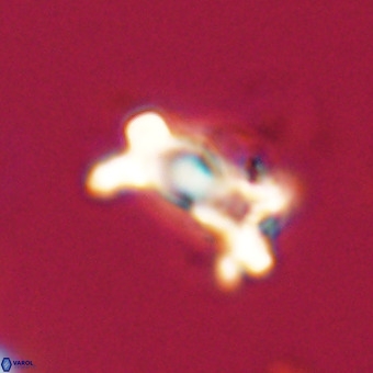 Marthasterites furcatus VR 22942