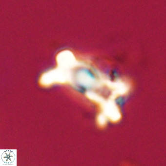 Marthasterites furcatus VR 22942