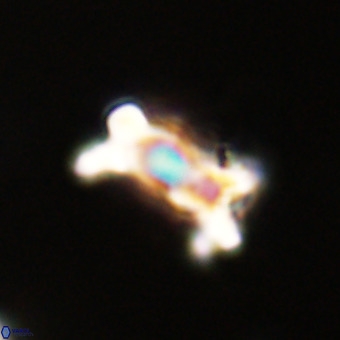 Marthasterites furcatus VR 22943