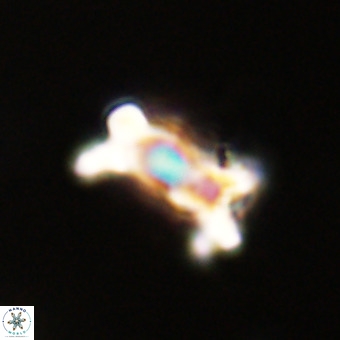 Marthasterites furcatus VR 22943