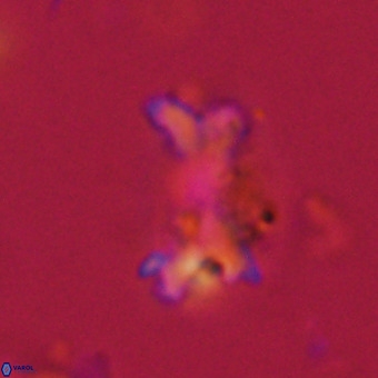 Marthasterites furcatus VR 22944