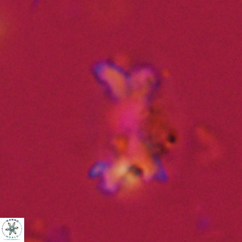 Marthasterites furcatus VR 22944