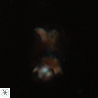 Marthasterites furcatus VR 22945