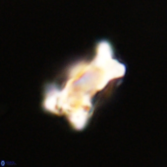 Marthasterites furcatus VR 22947