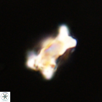 Marthasterites furcatus VR 22947