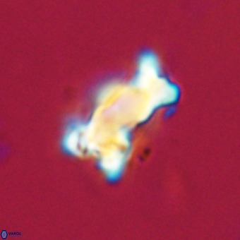 Marthasterites furcatus VR 22948