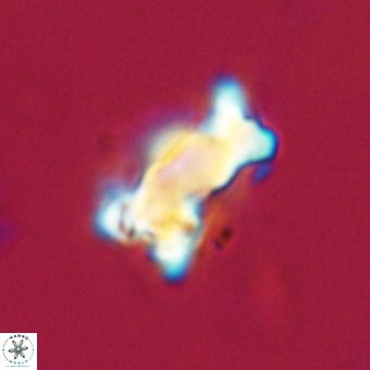 Marthasterites furcatus VR 22948