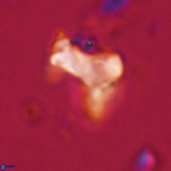 Marthasterites furcatus VR 22949