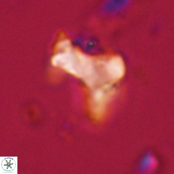 Marthasterites furcatus VR 22949