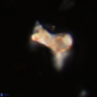 Marthasterites furcatus VR 22950