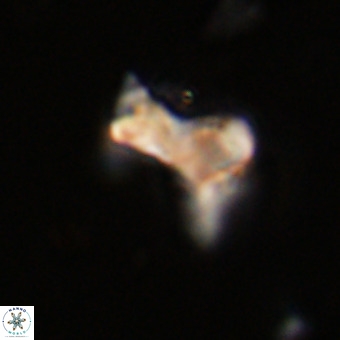 Marthasterites furcatus VR 22950