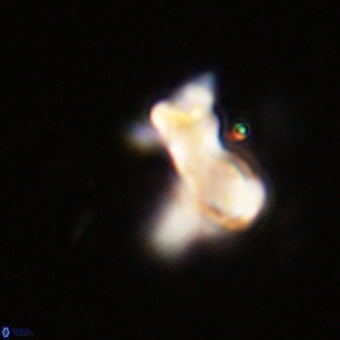 Marthasterites furcatus VR 22951