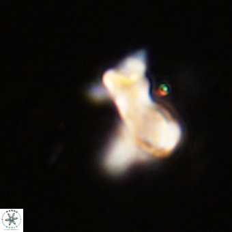 Marthasterites furcatus VR 22951