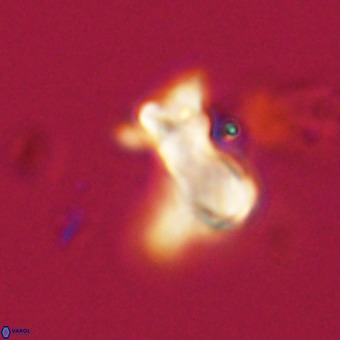 Marthasterites furcatus VR 22952