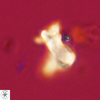 Marthasterites furcatus VR 22952
