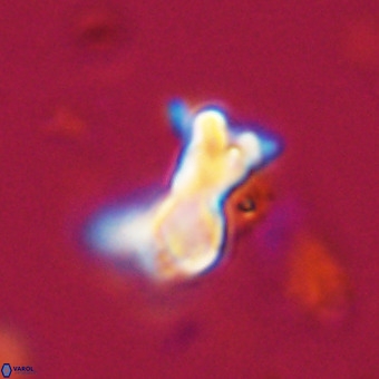 Marthasterites furcatus VR 22953