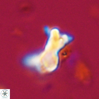 Marthasterites furcatus VR 22953
