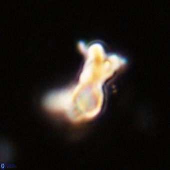 Marthasterites furcatus VR 22954