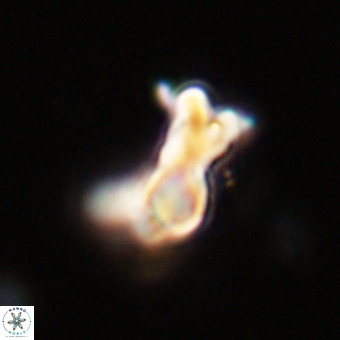 Marthasterites furcatus VR 22954