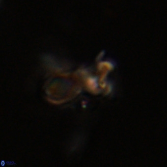 Marthasterites furcatus VR 22955