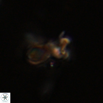 Marthasterites furcatus VR 22955