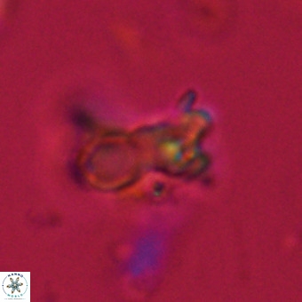 Marthasterites furcatus VR 22956
