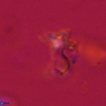 Marthasterites furcatus VR 22957